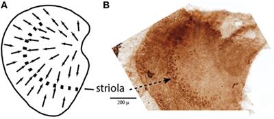 Sustained and Transient Vestibular Systems: A Physiological Basis for Interpreting Vestibular Function